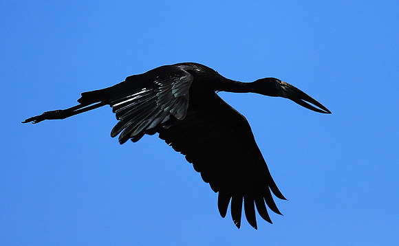 Open-billed stork - Kafue NP