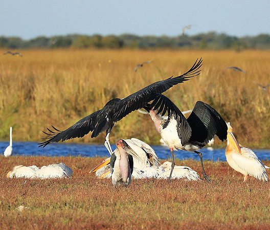 Marabou stork Liuwa Plain NP