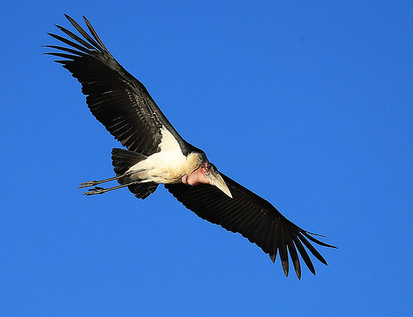 Marabou stork Liuwa Plain NP