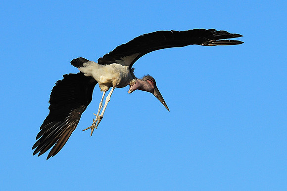 Marabou stork Liuwa Plain NP