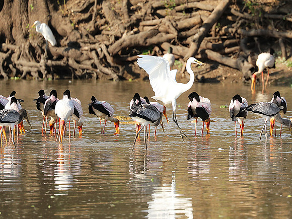 Yellow-billed storks - South Luangwa