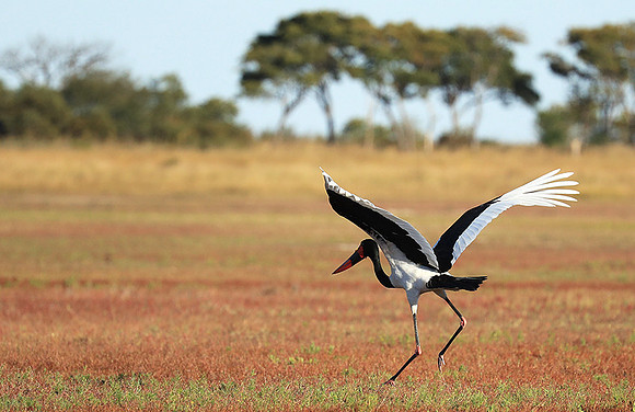 Saddle-billed stork - Liuwa Plain