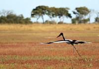 Saddle-billed stork - Liuwa Plain
