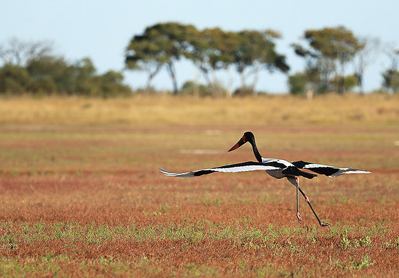 Saddle-billed stork - Liuwa Plain