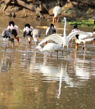 Yellow-billed storks - South Luangwa