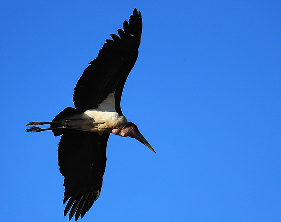 Marabou stork Liuwa Plain NP