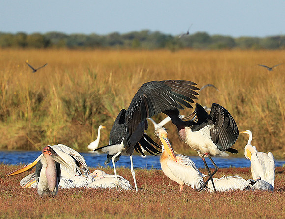 Marabou stork Liuwa Plain NP