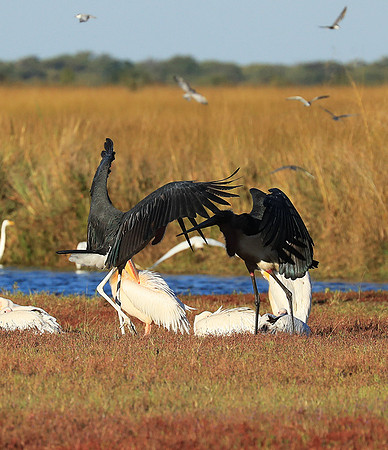 Marabou stork Liuwa Plain NP