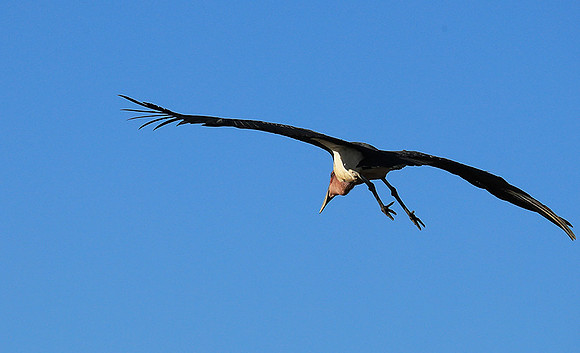 Marabou stork Liuwa Plain NP