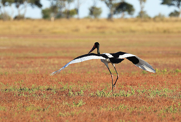 Saddle-billed stork - Liuwa Plain