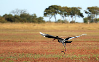 Saddle-billed stork - Liuwa Plain