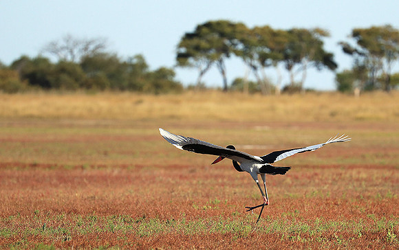 Saddle-billed stork - Liuwa Plain