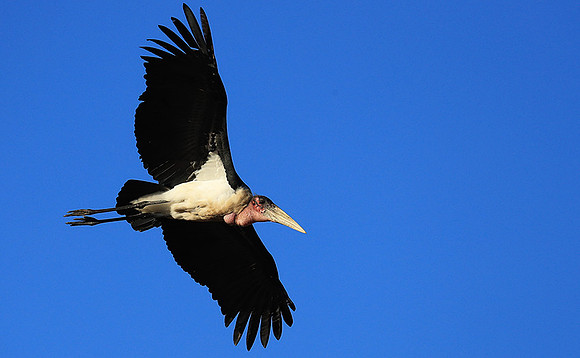 Marabou stork Liuwa Plain NP