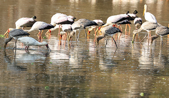 Yellow-billed storks - South Luangwa