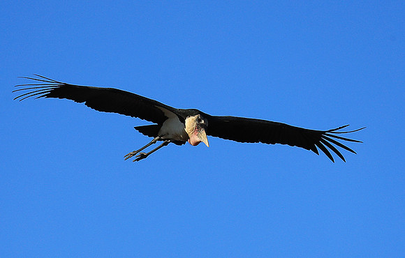 Marabou stork Liuwa Plain NP