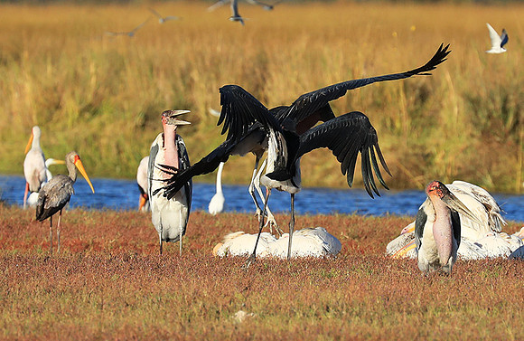 Marabou stork Liuwa Plain NP