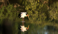Yellow-billed stork - South Luangwa