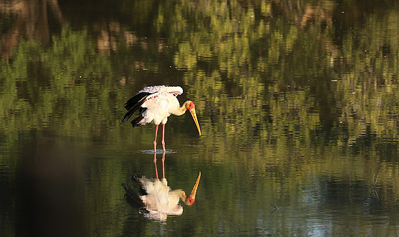 Yellow-billed stork - South Luangwa