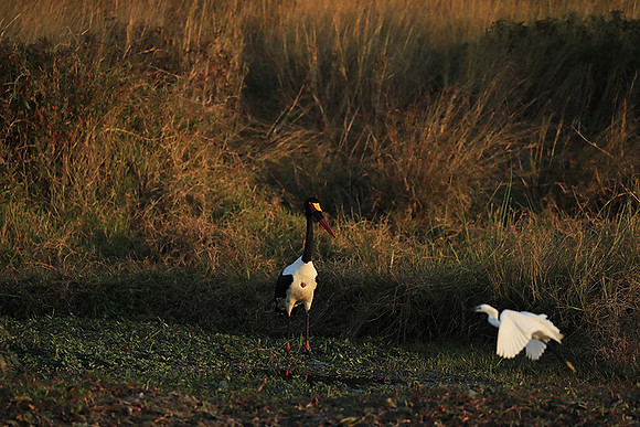 Saddle-billed stork - Liuwa Plain