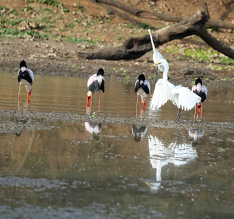 Yellow-billed storks - South Luangwa