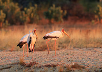 Yellow-billed stork - Lower Zambezi