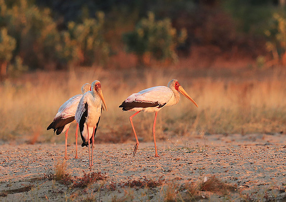 Yellow-billed stork - Lower Zambezi