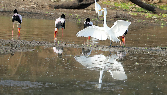 Yellow-billed storks - South Luangwa