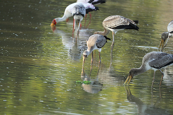 Yellow-billed storks - South Luangwa