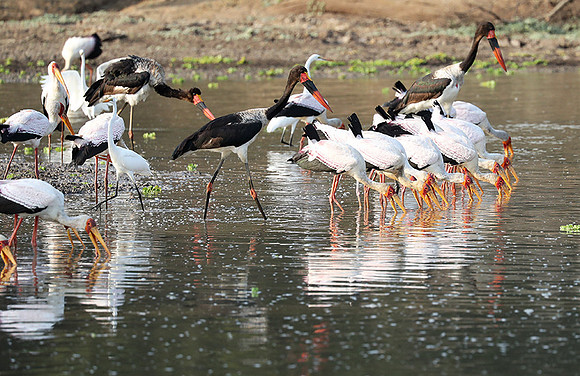 Yellow-billed storks - South Luangwa