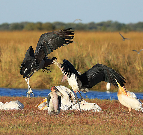 Marabou stork Liuwa Plain NP