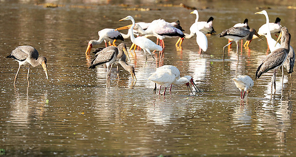 Yellow-billed storks - South Luangwa
