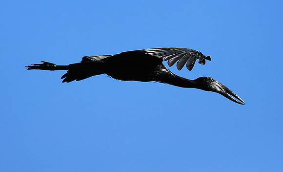 Open-billed stork - Kafue NP