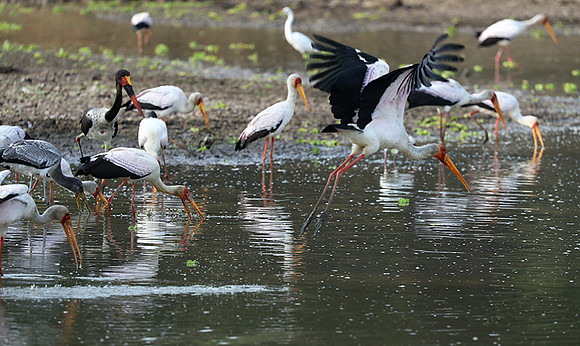 Yellow-billed storks - South Luangwa