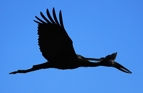 Open-billed stork - Kafue NP