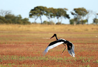Saddle-billed stork - Liuwa Plain