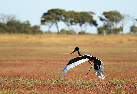 Saddle-billed stork - Liuwa Plain