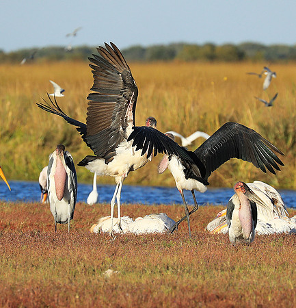 Marabou stork Liuwa Plain NP