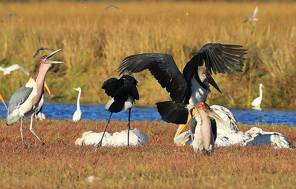 Marabou stork Liuwa Plain NP