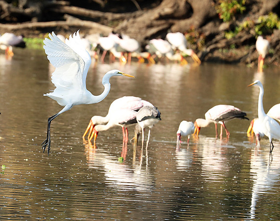 Yellow-billed storks - South Luangwa