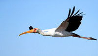 Yellow-billed stork - Lower Zambezi