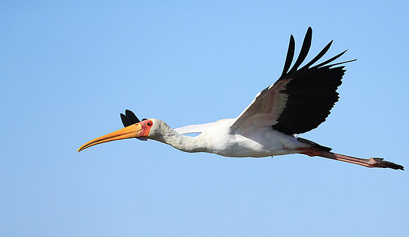 Yellow-billed stork - Lower Zambezi