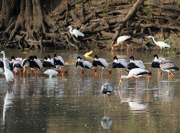 Yellow-billed storks - South Luangwa