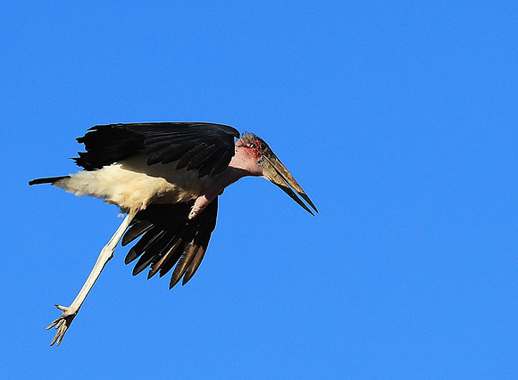 Marabou stork Liuwa Plain NP