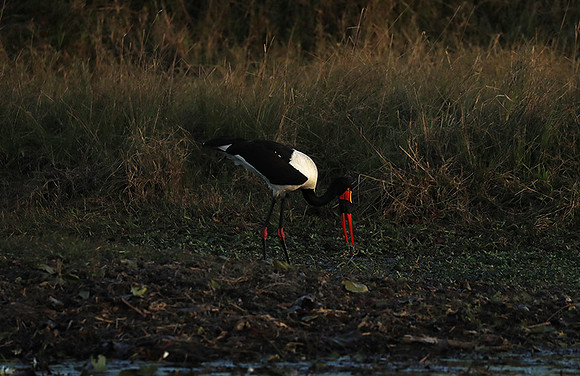 Saddle-billed stork - Liuwa Plain