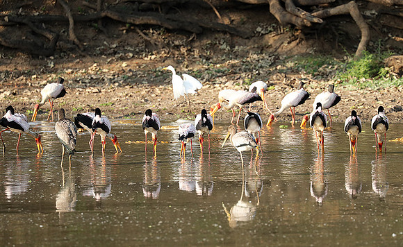 Yellow-billed storks - South Luangwa