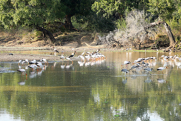 Yellow-billed storks - South Luangwa