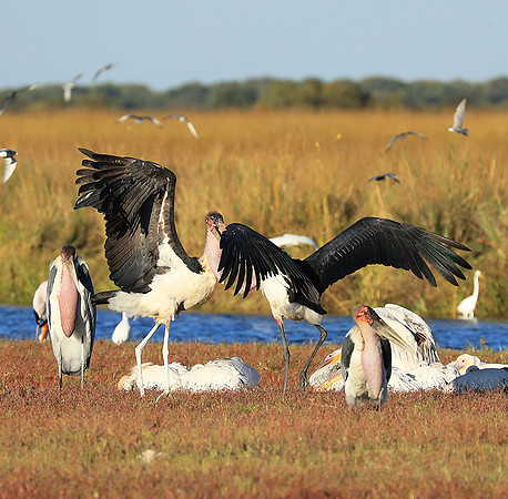 Marabou stork Liuwa Plain NP