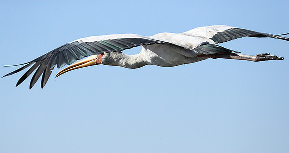 Yellow-billed stork - Lower Zambezi