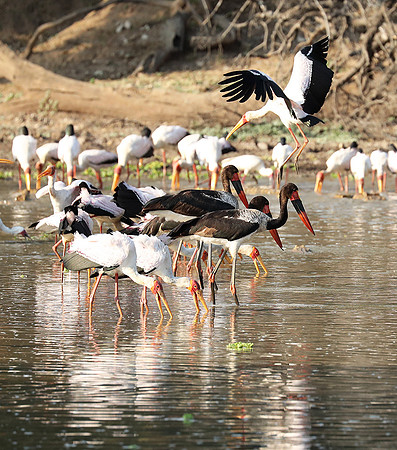 Yellow-billed storks - South Luangwa