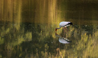 Yellow-billed stork - South Luangwa